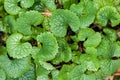 Plant portrait garlic mustard