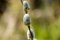 Plant portrait goat willow