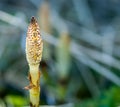 Plant portrait great horsetail