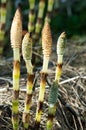 Plant portrait great horsetail