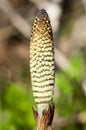 Plant portrait great horsetail