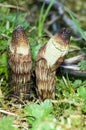 Plant portrait great horsetail