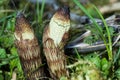 Plant portrait great horsetail