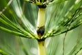 Plant portrait great horsetail