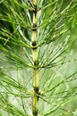 Plant portrait great horsetail