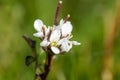 Plant portrait hairy bittercress