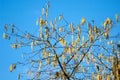 Plant portrait hazel catkins Royalty Free Stock Photo