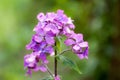 Plant portrait honesty