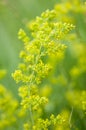 Plant portrait lady's bedstraw