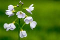 Plant portrait lady's-smock