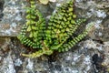 Plant portrait maidenhair spleenwort Royalty Free Stock Photo