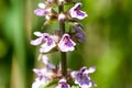 Plant portrait marsh woundwort Royalty Free Stock Photo