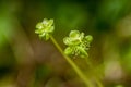 Plant portrait moschatel