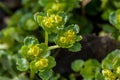 Plant portrait opposite-leaved golden saxifrage