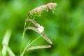 Plant portrait pendulous sedge flower Royalty Free Stock Photo