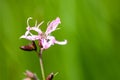 Plant portrait - ragged robin