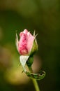 Plant portrait rose bud