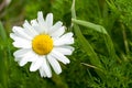 Plant portrait scentless mayweed Royalty Free Stock Photo