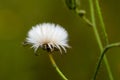 Plant portrait sow-thistle seed head Royalty Free Stock Photo