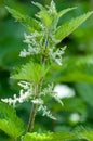 Plant portrait - stinging nettle Royalty Free Stock Photo