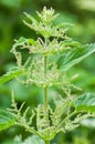 Plant portrait - stinging nettle Royalty Free Stock Photo