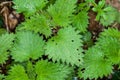 Plant portrait stinging nettle