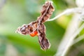 Plant portrait stinking iris seed pod Royalty Free Stock Photo