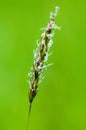 Plant portrait sweet vernal grass