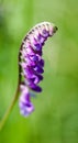 Plant portrait tufted vetch