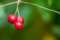 Plant portrait white bryony berries