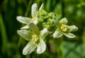 Plant portrait white bryony