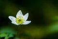 Plant portrait wood anemone