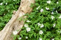 Plant portrait wood anemone