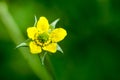 Plant portrait wood avens