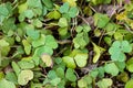 Plant portrait wood sorrel