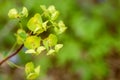 Plant portrait wood spurge