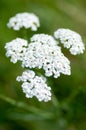 Plant portrait yarrow flowers