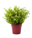 Plant pot Royalty Free Stock Photo
