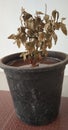 Plant with black pot