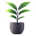 Plant in a pot against transparent background for interior design and greenerythemed visuals Royalty Free Stock Photo