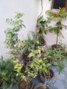Plant in pot as kind of teem mogra Royalty Free Stock Photo