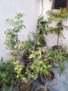 Plant in pot as kind of teem mogra