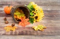 Plant Pot, Autumn Leaves, Sunflowers and Pumpkin on Wood Royalty Free Stock Photo