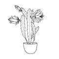 Plant in the pot. Cactus epiphyllum. Vector stock illustration eps10. Hand drawing, outline. Isolate on a white background.