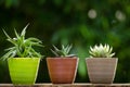 Plant pot with cactus with green background