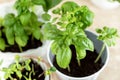 Green basil in a white metal pot. Grow greenery at home on the windowsill.