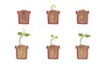 Plant in Pot Growth Stages Set, Development of Houseplant from Seed, Gardening, Farming, Plants Cultivation Cartoon