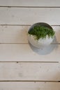 Plant in pot hung on wooden panel