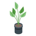 Plant pot icon isometric vector. Flowerpot vase