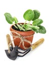 Plant in pot with implement